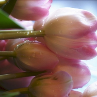 tulips dew wallpapers 8332 1024x768.jpg