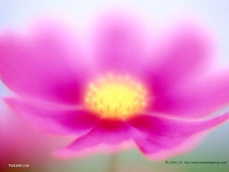 free dream flower wallpaper 1024x768.jpg - frosted, cosmos, pink, dreamy