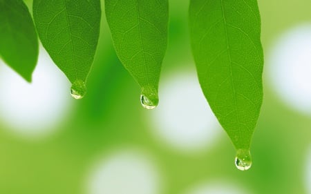 hanging drops wallpapers 13990 1280x800.jpg - hanging, four, leafs, dewdrops, green