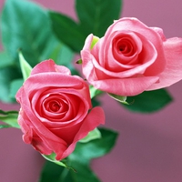 home flower rose wallpapers  8272 1024x768.jpg