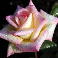 rose dew wallpapers 5767 1024. jpg