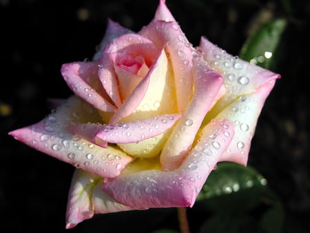 rose dew wallpapers 5767 1024. jpg - rose, dewdrops, pinknwhite