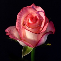 pink rose wallpaper 5296  1024x768.jpg