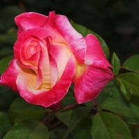 bright rose wallpapers 6910 1024x768.jpg