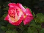 bright rose wallpapers 6910 1024x768.jpg