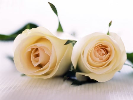 pair of roses wallpaper5703 1024.jpg - pair, creamwhite, rose