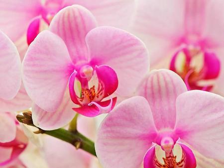 pink orchids spiecies 1024x788.jpg - pinks, orchids, hotpink, exoctic