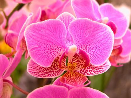 beautiful phalaenopisis 1024x768.jpg - orchid, hotpink, pink, exotic