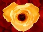 yellow rose petals wallpapers 11553 1024x768.jpg