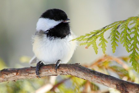 Black and White - picture, black and white, cool, bird