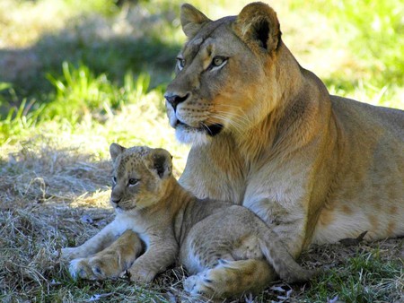 Cub w Mother - cub w mother, cool, picture