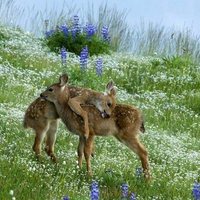 Baby Deers