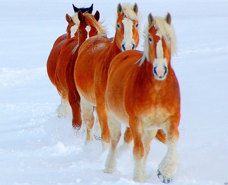 Wild Horses - picture, wild horses, cool