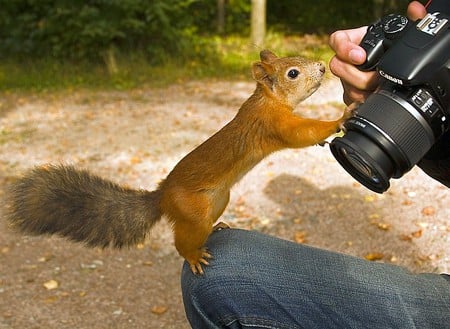 Amazing Squirrel - picture, amazing, squirrel