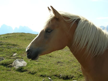 Profilo di cavallo - cavallo, horse