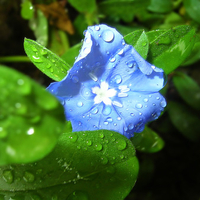 Blue Flower