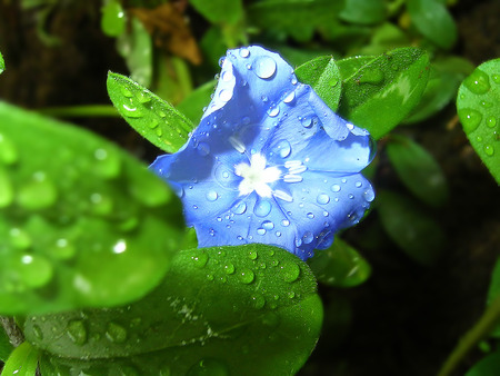 Blue Flower - nature, raindrops, blue, green, flowers