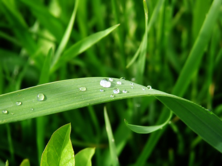 Drops Of Rain - nature, raindrops, green, grass, drops