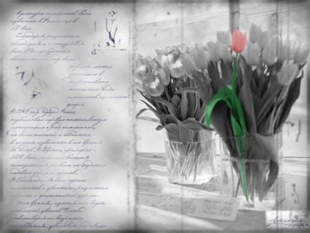 script - tulips, script, vases