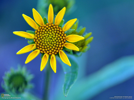 Beautiful Sunflower - flowers, sunflowers, yellow, nature, blue