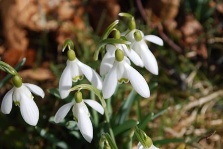 Snowdrops in spring - snow drops, beautiful, snowdrops, flowers, spring