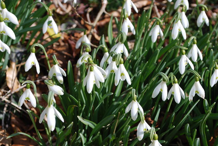 Spring snowdrops - snowdrops, snow drops, flowers, spring