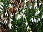 Spring snowdrops