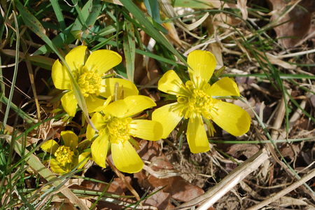 Yellow Spring Flowers - flowers, spring, yellow