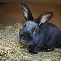 Black Bunny