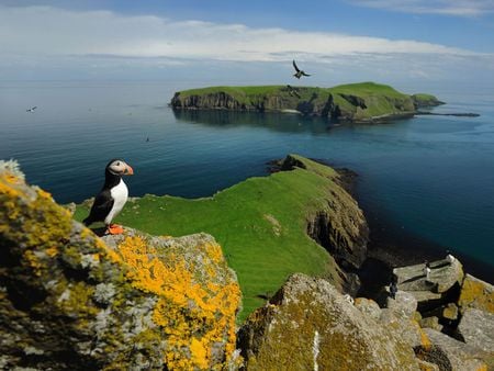 Puffin- Shiant Islands - nature, shiant islands, ocean, puffin, birds