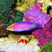 Colorful Fish