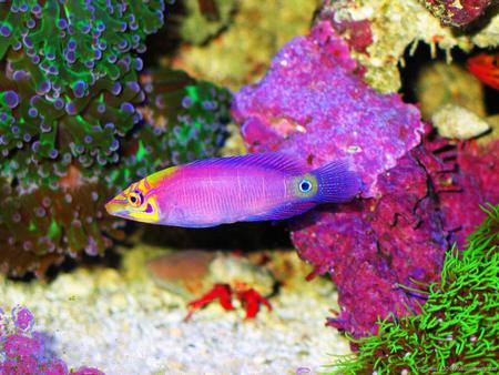 Colorful Fish - fish, colorful, animals