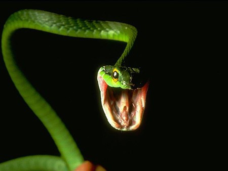 green serpent - serpent, green