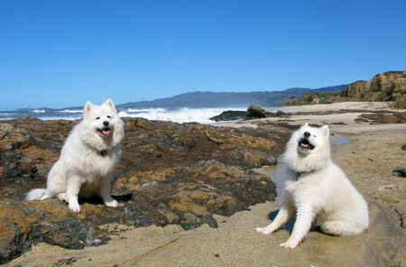 Sammy smiles - smile, dogs, beach, waves, samoyed