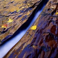 nature and leaves