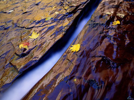 nature and leaves