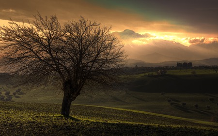 Tree and the Mountain - tree, mountain