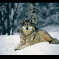 GRAY WOLF IN THE SNOW 