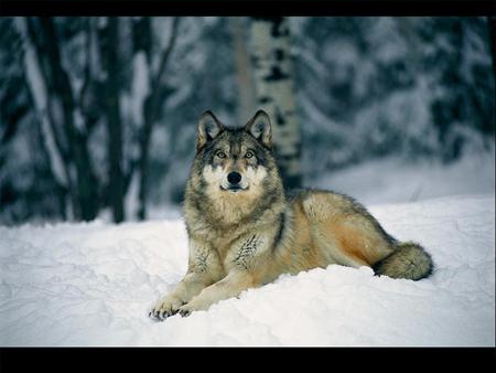 GRAY WOLF IN THE SNOW 