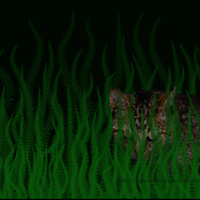 Ferns and Cat