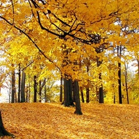 Autumn Trees