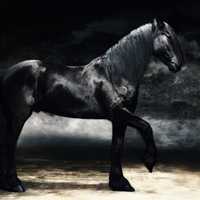 Fresian stallion