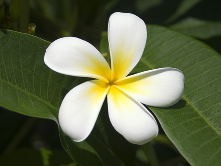 Beauty - beauty, spring, white