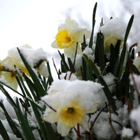 daffodils in the snow wallpapers 17342  1280x800 .jpg