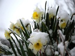 daffodils in the snow wallpapers 17342  1280x800 .jpg