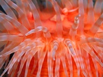 anemone tentacles wallpapers 3265 1024.jpg