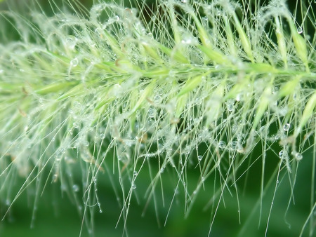 Serious Rain - nature, raindrops, photography, green, drops