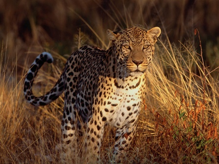 cheetah watching wallpapers 13438 1024x768.jpg - watching, waiting, cheetah