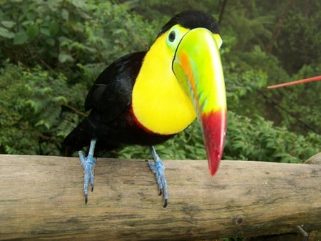 toucan wallpapers 1284  1024 768.jpg - toucan, bird, toucan exoctic, beak, colorful