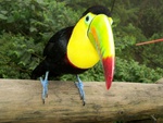 toucan wallpapers 1284  1024 768.jpg